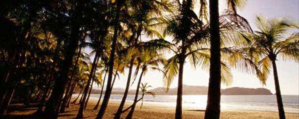 the cream of costa rica